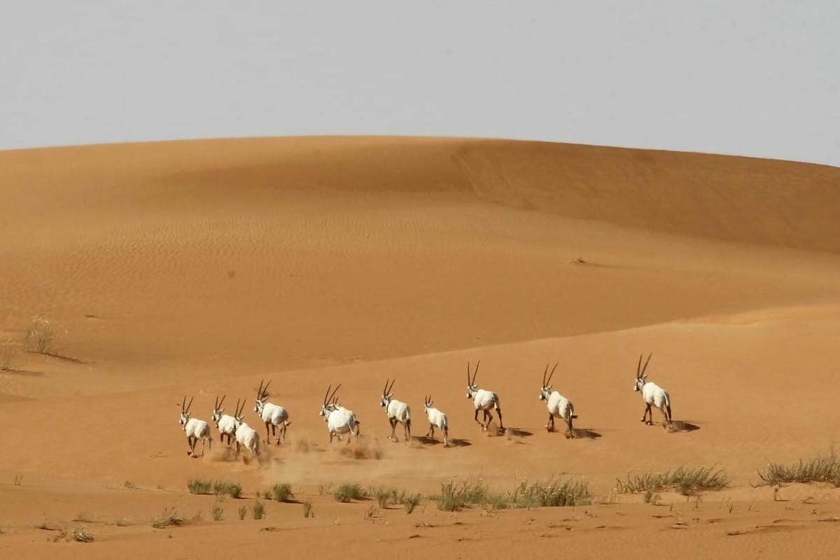 محمية عروق بني معارض