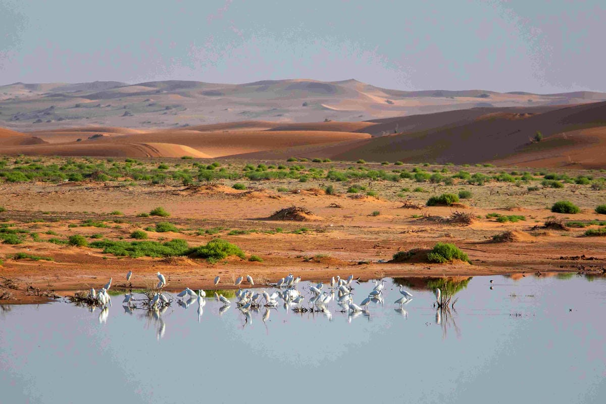 محمية نفوذ العريق محمية نفوذ العريق